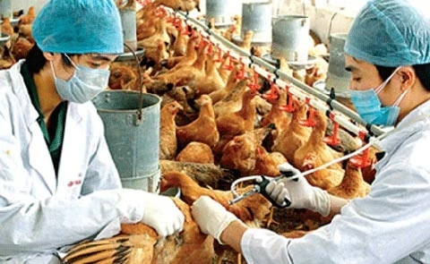 cúm A/H7N9, cúm H10N8, gia cầm