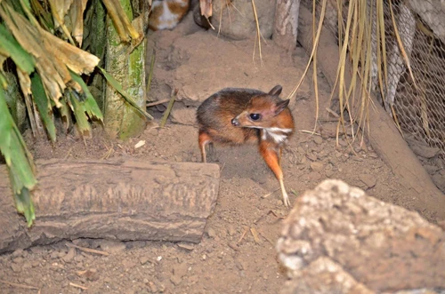 Con hươu nhỏ hơn chuột hamster ảnh 1 deer26n-2-web-5285-1398735465.jpg