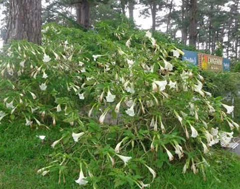 bút-ma-thuật, đũa-phù-thủy, ma-túy, ảo-giác, thần-dược, lừa-đảo, ngân-hàng, tín-dụng-đen, ăn-cắp, tội-phạm, mùi-của-quỷ