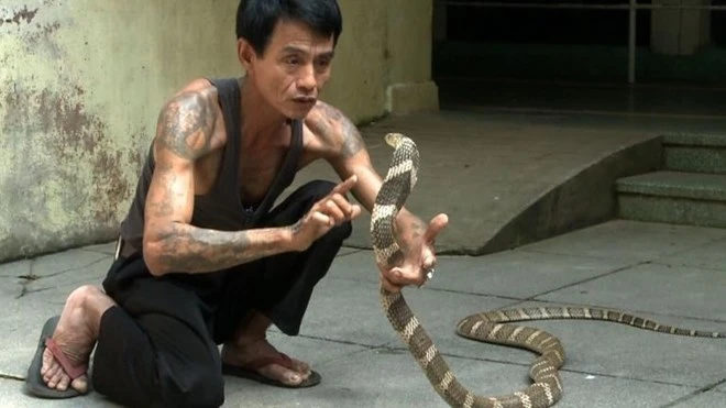 Người đàn ông bị rắn hổ mang chúa cắn 4 lần vẫn sống khỏe ảnh 1 Người đàn ông bị rắn hổ mang chúa cắn 4 lần vẫn sống khỏe ảnh 1