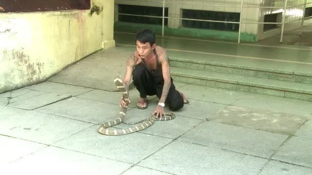 Người đàn ông bị rắn hổ mang chúa cắn 4 lần vẫn sống khỏe ảnh 2 Người đàn ông bị rắn hổ mang chúa cắn 4 lần vẫn sống khỏe ảnh 2