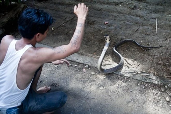 Người đàn ông bị rắn hổ mang chúa cắn 4 lần vẫn sống khỏe ảnh 4 Người đàn ông bị rắn hổ mang chúa cắn 4 lần vẫn sống khỏe ảnh 4