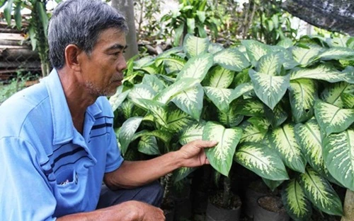 Ông Nguyễn Văn Liệt bên vườn cây kiểng bán lá. la-cay-canh-5875-1417916531.jpg