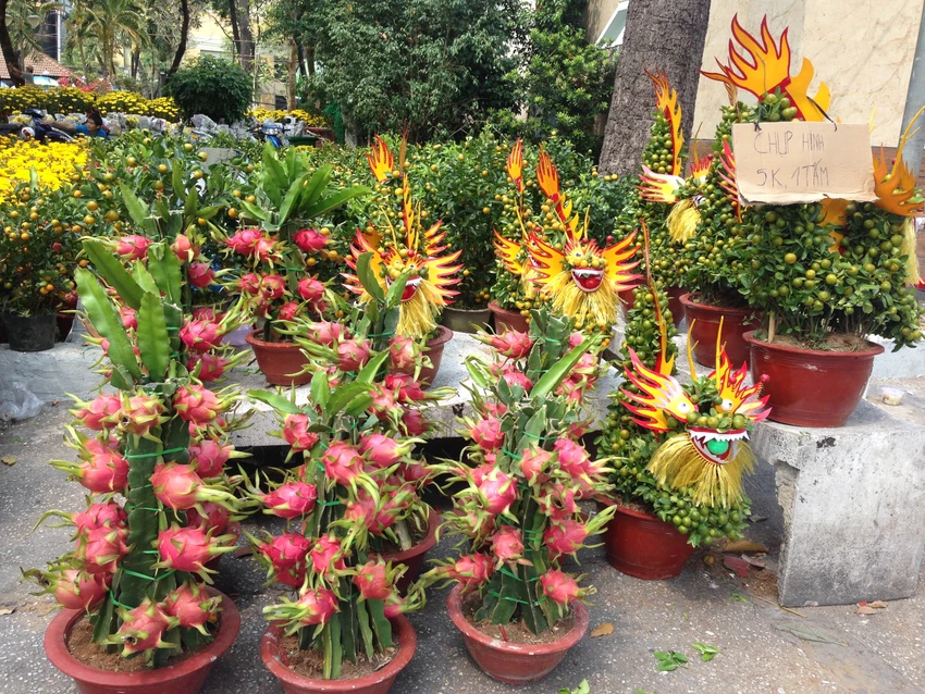 Giá cả các loại hoa tết Ất Mùi 2015 ảnh 15 Giá cả các loại hoa tết Ất Mùi 2015 ảnh 15