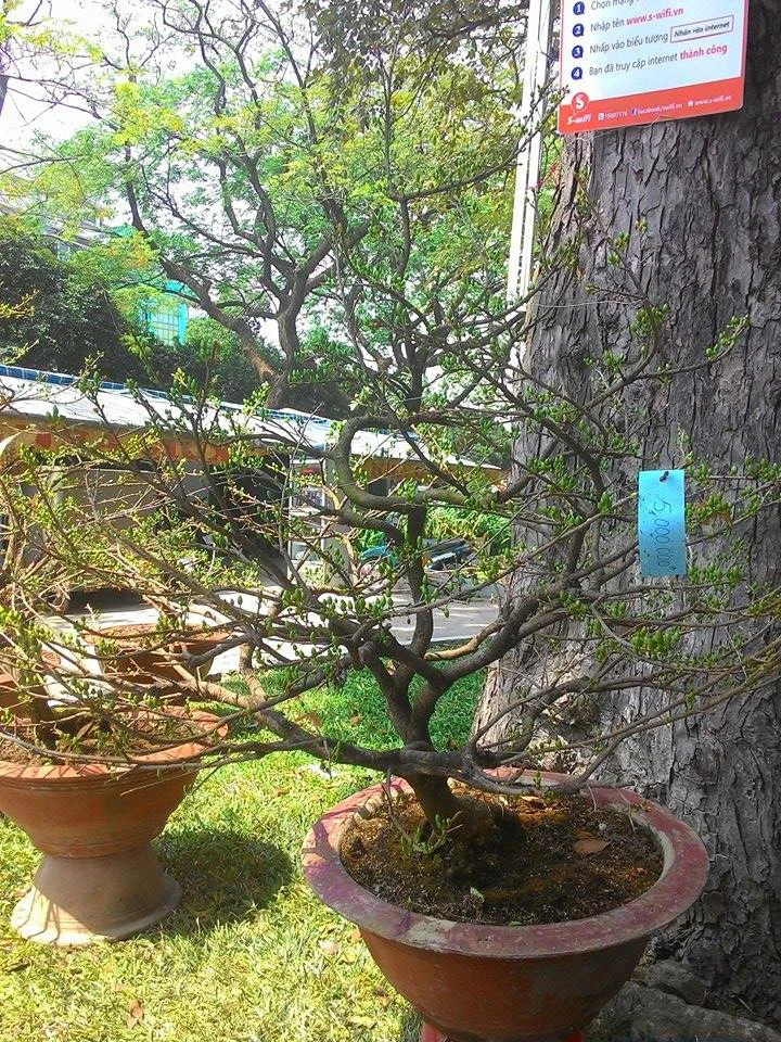 Giá cả các loại hoa tết Ất Mùi 2015 ảnh 10 Giá cả các loại hoa tết Ất Mùi 2015 ảnh 10