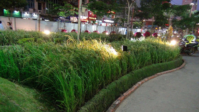 Ngắm đường hoa Hàm Nghi trước giờ khai mạc ảnh 17 Ngắm đường hoa Hàm Nghi trước giờ khai mạc ảnh 17