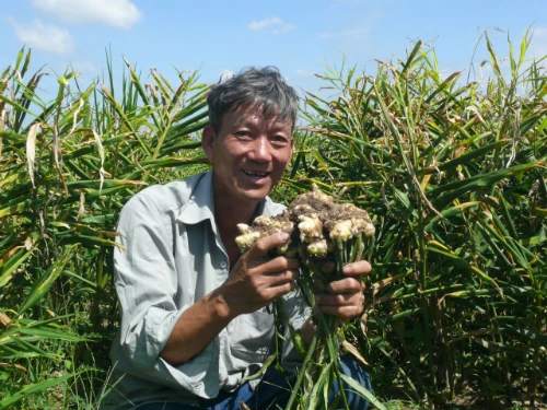Ông Nguyễn Vũ Anh cho biết năm nay gia đình ông lãi to từ mô hình trồng gừng. rung-1_1430046443.jpg