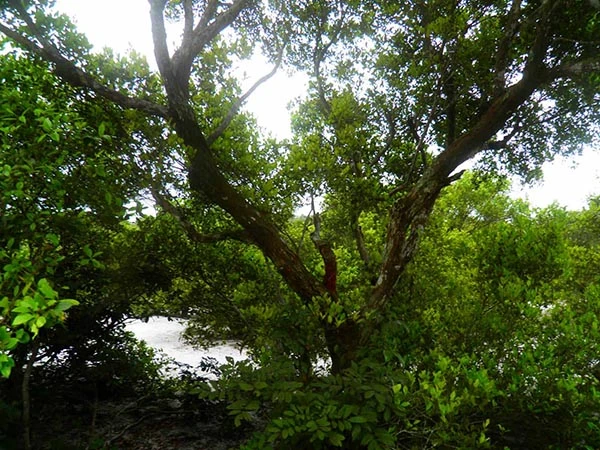 Khu rừng trâm bầu cổ che làng khỏi cát bay ảnh 21 Khu rừng trâm bầu cổ che làng khỏi cát bay ảnh 21