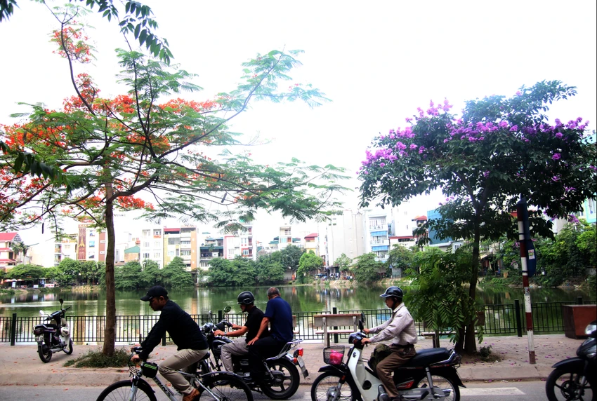 Sắc tím Bằng lăng dịu dàng giữa Hà Nội, phố Huế ảnh 4 Sắc tím Bằng lăng dịu dàng giữa Hà Nội, phố Huế ảnh 4
