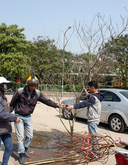 Đào tết cả triệu bị quăng vào thùng rác ảnh 4 Đào tết cả triệu bị quăng vào thùng rác ảnh 4
