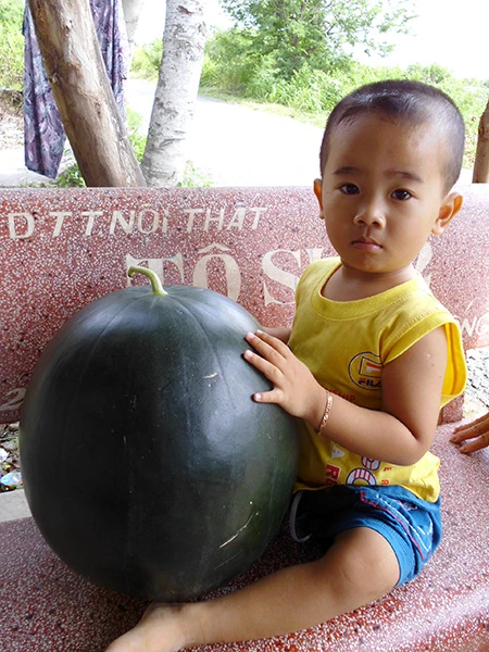 Xem dưa hấu 'khủng' cân nặng 17 kg ảnh 3 Xem dưa hấu 'khủng' cân nặng 17 kg ảnh 3