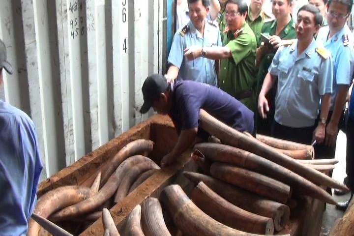 Bắt giữ 2 tấn ngà voi nhập lậu trị giá hàng trăm tỉ ảnh 2 Bắt giữ 2 tấn ngà voi nhập lậu trị giá hàng trăm tỉ ảnh 2