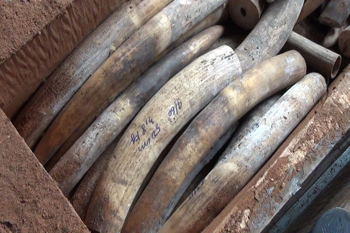 Bắt giữ 2 tấn ngà voi nhập lậu trị giá hàng trăm tỉ ảnh 3 Bắt giữ 2 tấn ngà voi nhập lậu trị giá hàng trăm tỉ ảnh 3