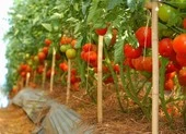 Sang Hàn hái ớt 3 tháng thu nhập 100 triệu đồng?