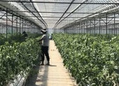 Đi Hàn Quốc hái ớt lương 33 triệu/tháng