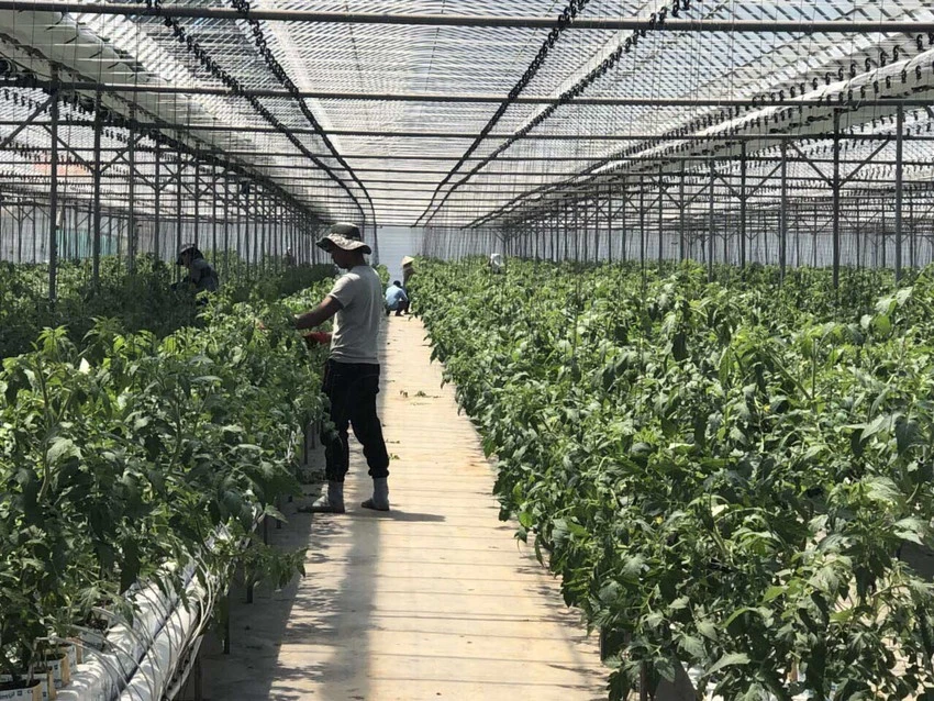 Người lao động Việt Nam làm công việc thời vụ tại các nông trại ở Hàn Quốc. Ảnh: CTV Người lao động Việt Nam làm công việc thời vụ tại các nông trại ở Hàn Quốc. Ảnh: CTV