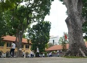 Vụ cây phượng bật gốc: Giải pháp an toàn cho học sinh