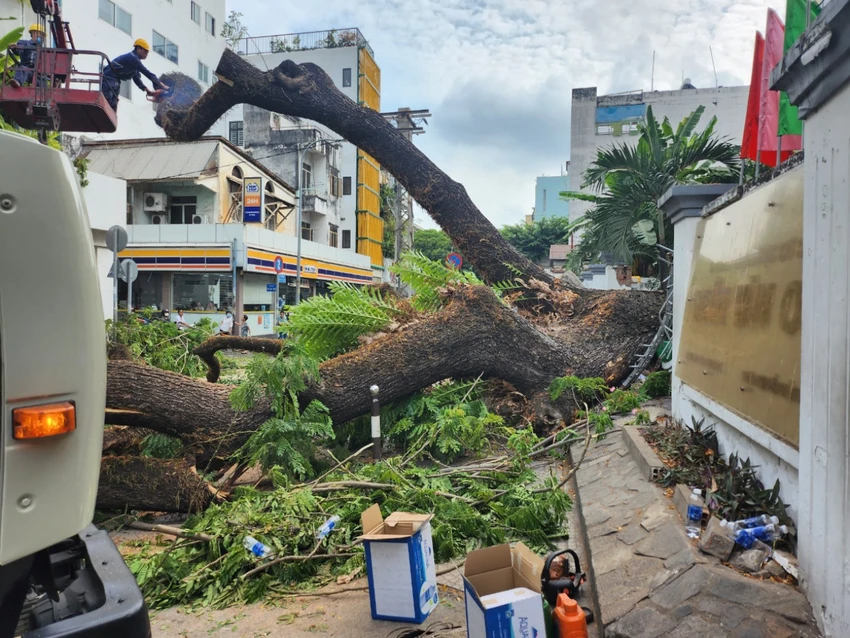Hiện trường vụ cây xanh bật gốc sáng nay tại Trường THCS Trần Văn Ơn, quận 1. Ảnh: NGUYỄN QUYÊN Hiện trường vụ cây xanh bật gốc sáng nay tại Trường THCS Trần Văn Ơn, quận 1. Ảnh: NGUYỄN QUYÊN
