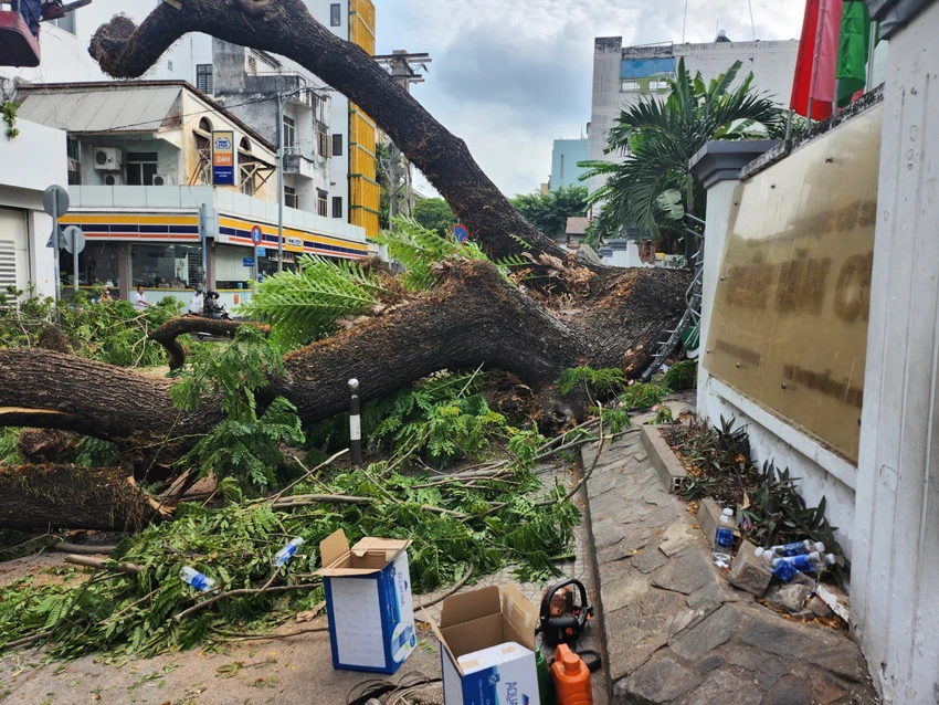 Hiện trường vụ cây xanh bật gốc tại Trường THCS Trần Văn Ơn, quận 1, TP.HCM. Ảnh: NGUYỄN QUYÊN Sở GD&ĐT TP.HCM báo cáo vụ cây bật gốc tại Trường Trần Văn Ơn