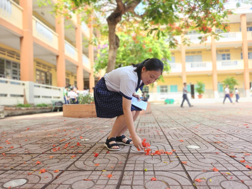Cô học trò nhỏ nhặt cánh phượng rơi. Cô học trò nhỏ nhặt cánh phượng rơi.