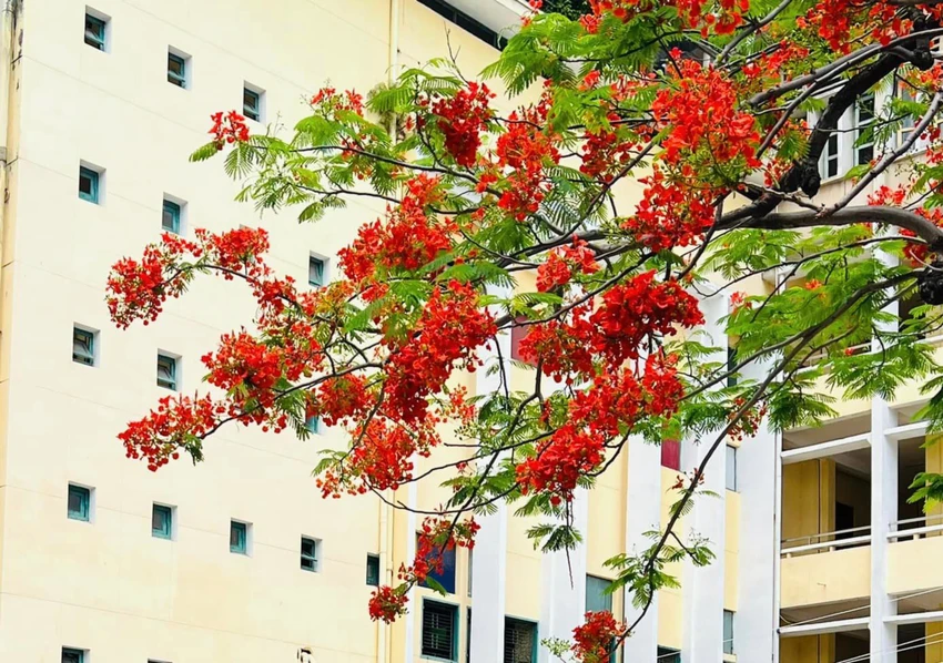 Hoa phượng tại cơ sở 1 của trường cũng rực rỡ không kém. Ảnh: KIM HIỆP Hoa phượng tại cơ sở 1 của trường cũng rực rỡ không kém. Ảnh: KIM HIỆP