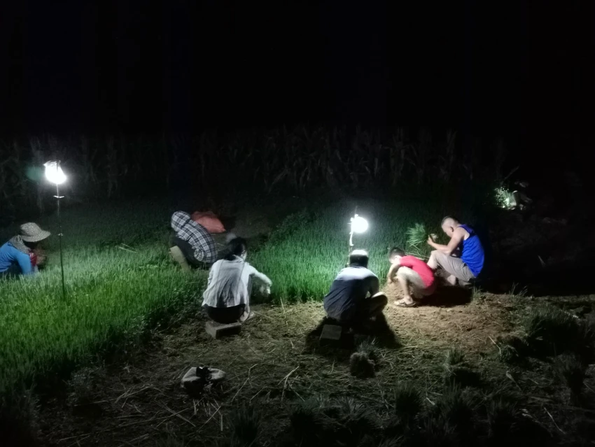Sau khi thu hoạch lúa vụ đông xuân, mọi người lại tất bật làm ruộng, nhổ mạ, cấy để chuẩn bị cho vụ hè thu. Tránh nắng nóng, bà con rủ nhau nửa đêm ra đồng làm việc. Sau khi thu hoạch lúa vụ đông xuân, mọi người lại tất bật làm ruộng, nhổ mạ, cấy để chuẩn bị cho vụ hè thu. Tránh nắng nóng, bà con rủ nhau nửa đêm ra đồng làm việc.