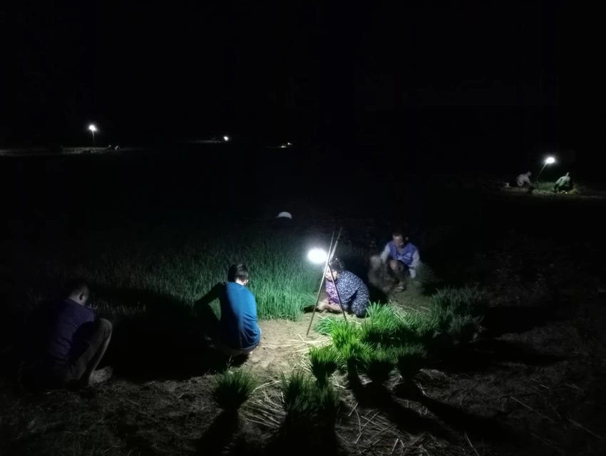 Mỗi gia đình, có từ 2 đến 3 người đi nhổ mạ đêm. Nhiều hộ gia đình có sẵn người thì có thể đi làm ban ngày. Nhưng đối với những gia đình ít người thì tranh thủ buổi tối ra đồng nhổ mạ vừa khỏe, năng suất lại cao. Mỗi gia đình, có từ 2 đến 3 người đi nhổ mạ đêm. Nhiều hộ gia đình có sẵn người thì có thể đi làm ban ngày. Nhưng đối với những gia đình ít người thì tranh thủ buổi tối ra đồng nhổ mạ vừa khỏe, năng suất lại cao.