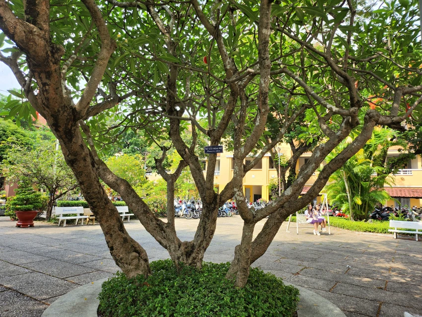 Sân trường ngập bóng mát nên đây cũng là địa điểm được học sinh Minh Khai yêu thích nhất.