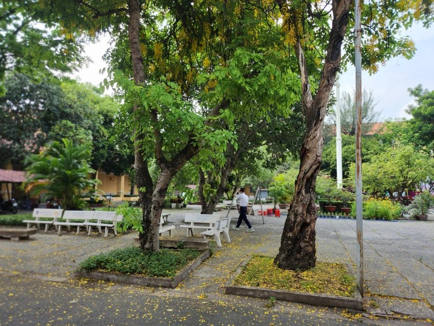 Trong trong sân trường có khoảng 38 cây lâu năm, chủ yếu nhạc ngựa, lim sét, phi lao, bã đậu, viết, bò cạp nước, kim giao, điệp vàng.