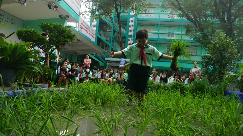 cay-lua-giua-san-truong-9.JPG
