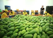 'Người Mỹ rất thích ăn xoài Việt Nam' 