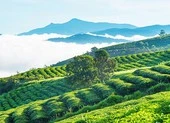 Đà Lạt được nhiều khách chọn đi du lịch lễ 30-4