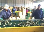 Bầu Đức bán chanh dây Việt sang Thái Lan, châu Âu