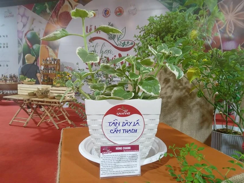 Khách tham quan dễ dàng tìm hiểu về mỗi loại cây gia vị đang trưng bày. ẢNH: TÚ UYÊN Khách tham quan dễ dàng tìm hiểu về mỗi loại cây gia vị đang trưng bày. ẢNH: TÚ UYÊN