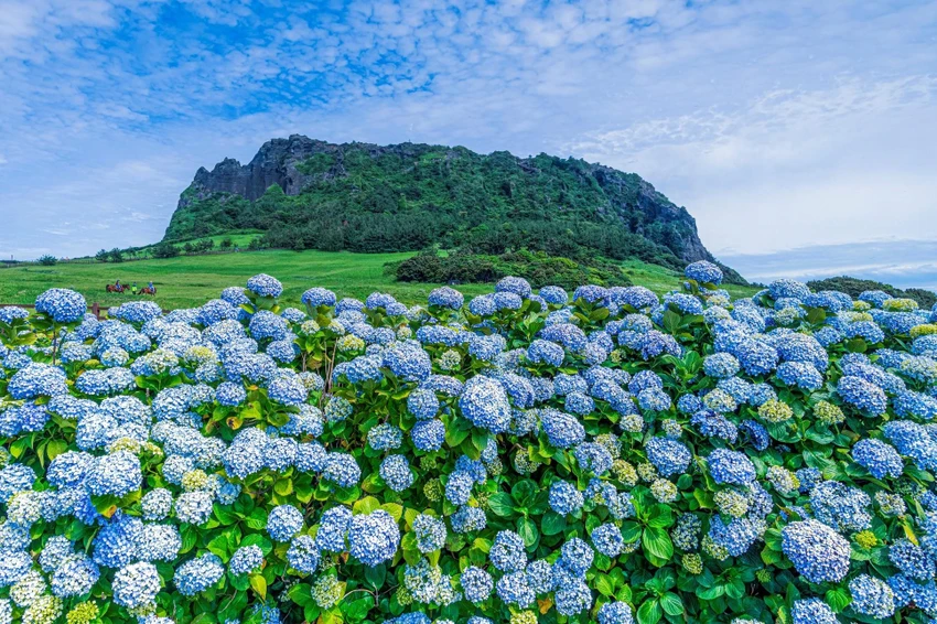 Đỉnh mặt trời mọc Seongsan Ilchulbong và hoa cẩm tú cầu Jeju