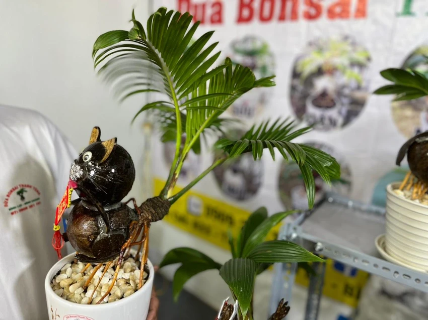 Tán lá dừa bonsai chẻ ra nhiều nhánh này đã có hai năm tuổi Tán lá dừa bonsai chẻ ra nhiều nhánh này đã có hai năm tuổi