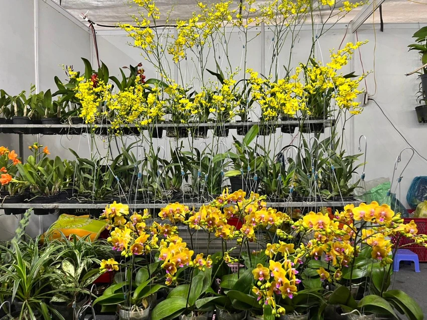 Các loại lan khoe sắc vàng rực rỡ tại khu vực triển lãm Các loại lan khoe sắc vàng rực rỡ tại khu vực triển lãm