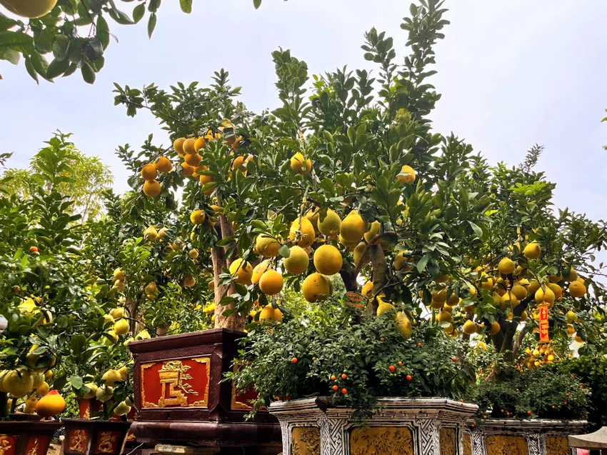 Năm nay nhà vườn đưa ra thị trường chậu bưởi Diễn kết hợp ớt kiểng giúp không gian trưng Tết rực rõ hơn Năm nay nhà vườn đưa ra thị trường chậu bưởi Diễn kết hợp ớt kiểng giúp không gian trưng Tết rực rõ hơn