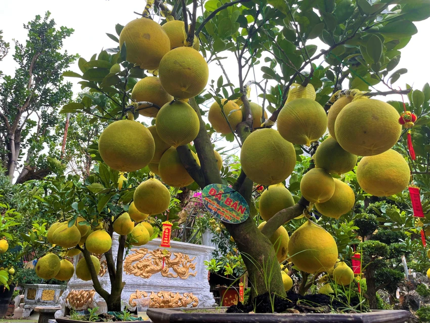 Chậu bưởi trưng Tết có giá từ 28-30 triệu đồng đã bán được 30% Chậu bưởi trưng Tết có giá từ 28-30 triệu đồng đã bán được 30%