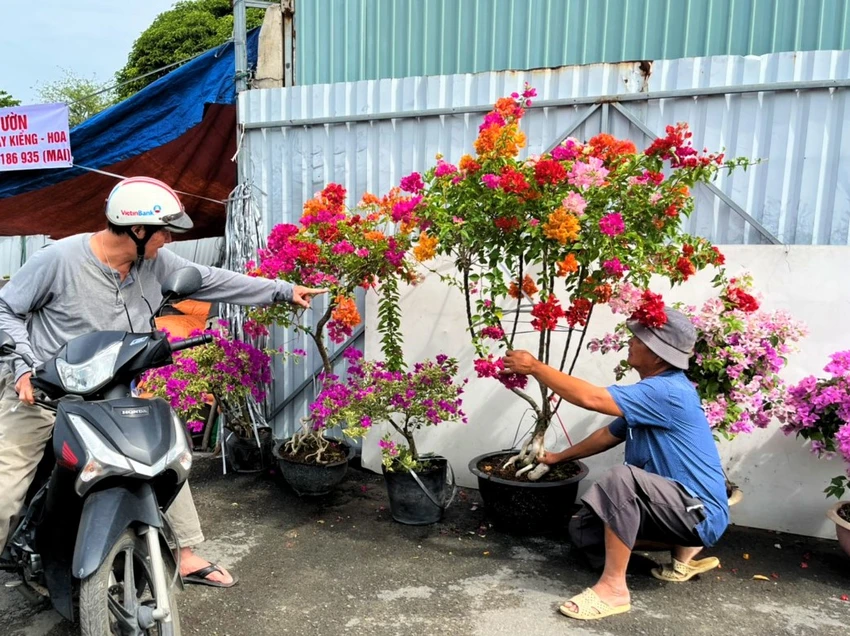Một khách hàng quan tâm hoa giấy ngũ sắc có giá 800.000 đồng/chậu Một khách hàng quan tâm hoa giấy ngũ sắc có giá 800.000 đồng/chậu