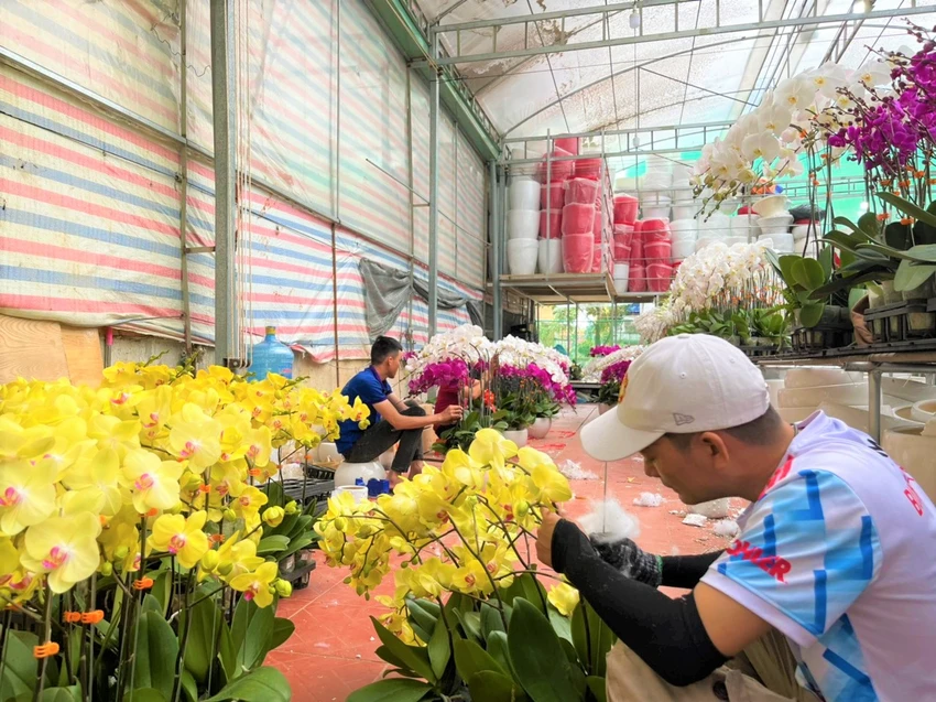 Nhân viên một cửa hàng hoa đang định hình cành lan Nhân viên một cửa hàng hoa đang định hình cành lan