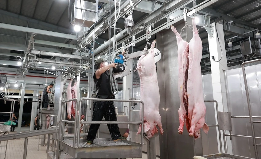 Thương lái không quen thao tác với dây chuyền giết mổ công nghiệp