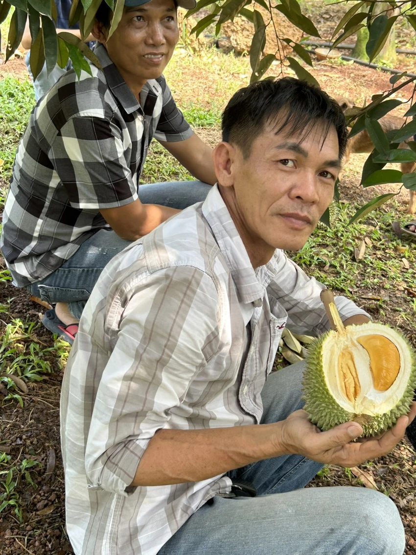 Sầu riêng BlackThorn có thời điểm lên 800.000 đồng/kg, nay đã hạ nhiệt nhưng vẫn còn cao. ẢNH: T.TÂM Sầu riêng BlackThorn có thời điểm lên 800.000 đồng/kg, nay đã hạ nhiệt nhưng vẫn còn cao. ẢNH: T.TÂM