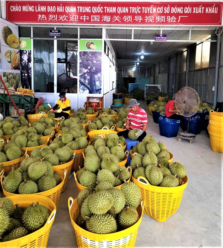 co-so-sau-rieng.jpg