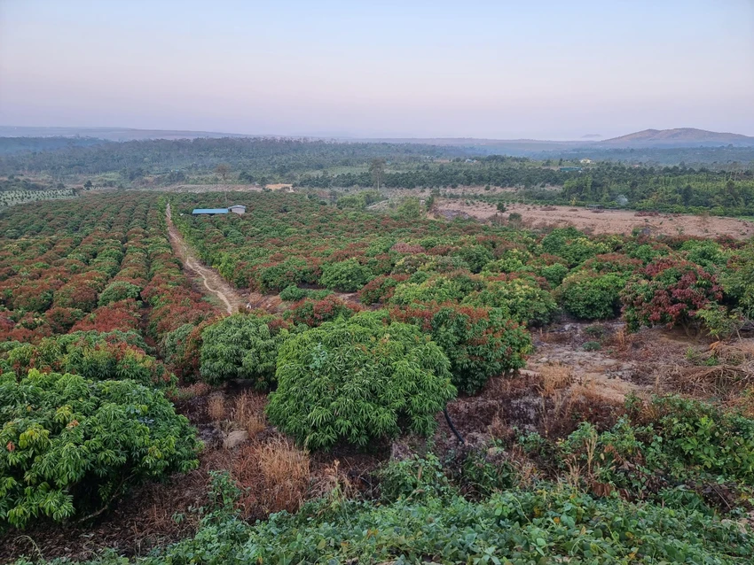 vải Đắk Lắk