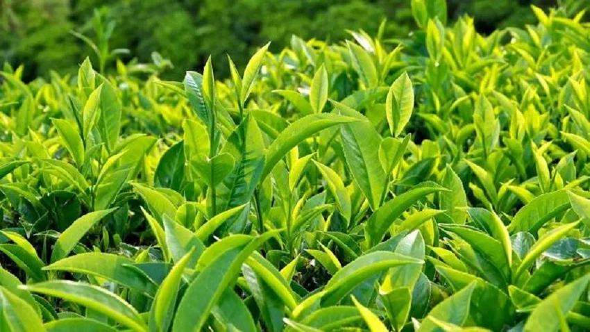 Pakistan cấp thị thực miễn phí