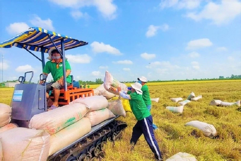 xuất khẩu gạo