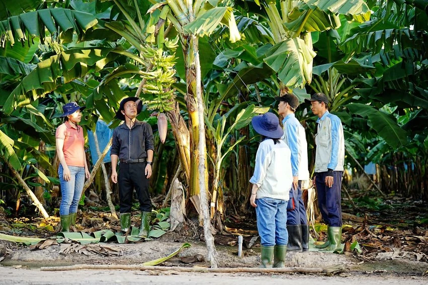 bệnh panama