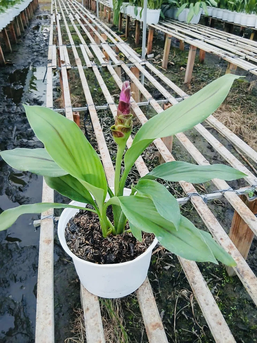 hoa Tết miền Tây 2.jpg