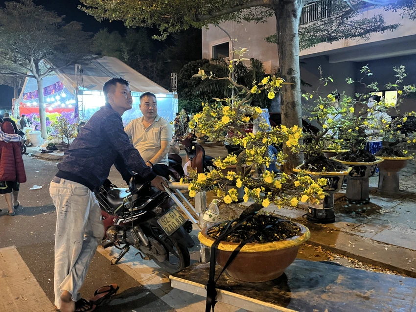 cúc mâm xôi Hàn Quốc 3.JPG